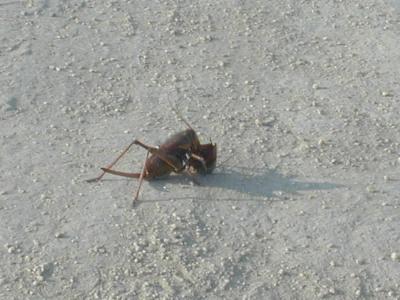 mormon cricket eating half of another