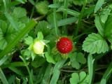 WildStrawberry.jpg