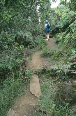 07-28 Pihea Trail