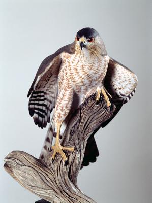  Cooper's Hawk