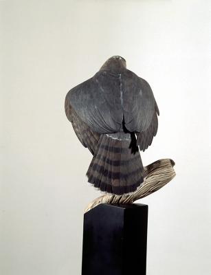  Cooper's Hawk