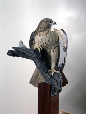  Red Tailed Hawk
