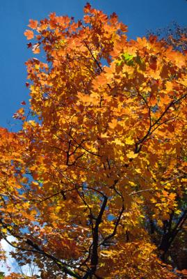 Fall Colors 3