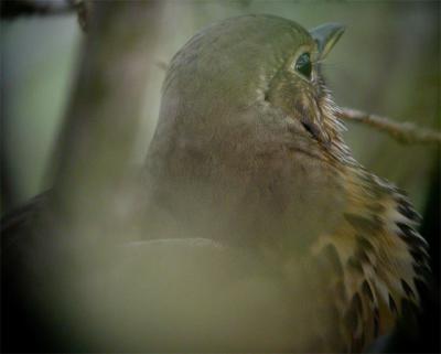 Song Thrush