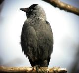 Jackdaw