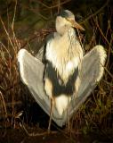 Grey Heron