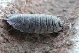 Woodlouse