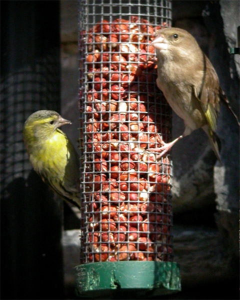 Siskin
