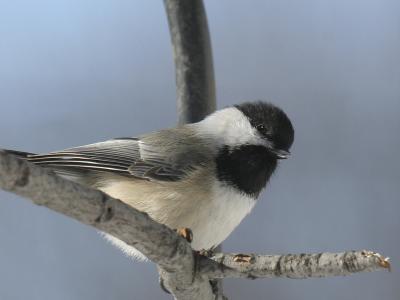 Black-capped Chickadee 03
