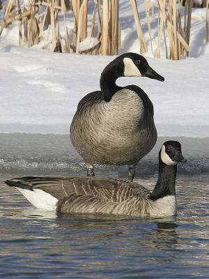 Canada Goose 04