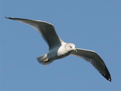 Ring-billed 03