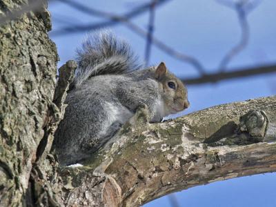 Eastern Gray 06