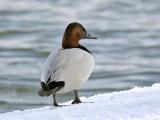 Canvasback 05