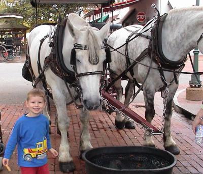 These are the horses that pulled
our carraige tour.