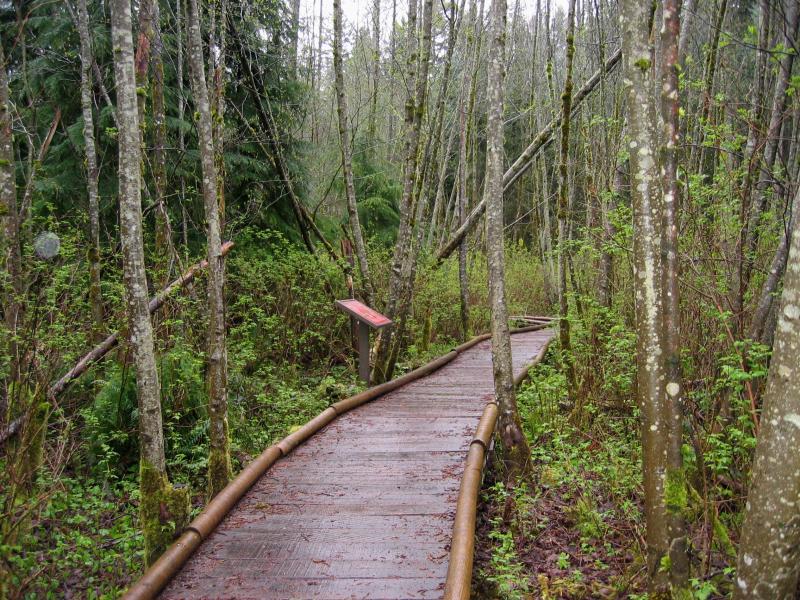 Swamp Trail Boardwalk