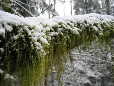 East Tiger Moss & Snow