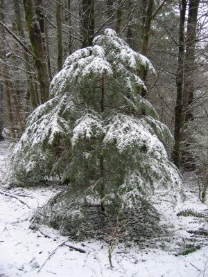 Naked Christmas Tree