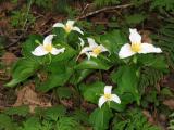 Trillium in bloom