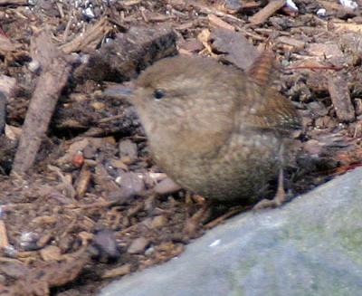 Winter Wren