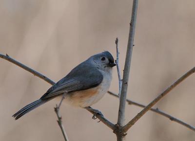 Tufted Titmouse