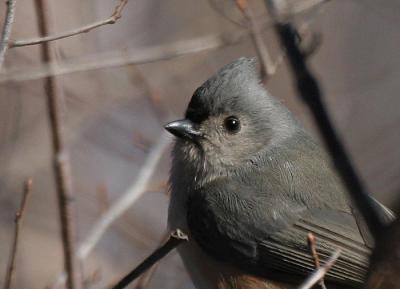 u25/gtepke/medium/40730609.050213TuftedTitmouse3738.jpg