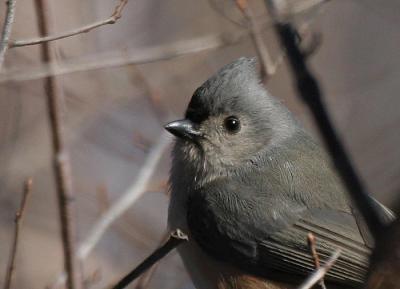 Tufted Titmouse