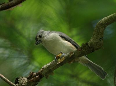 Tufted Titmouse