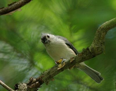 Tufted Titmouse