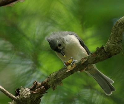 Tufted Titmouse