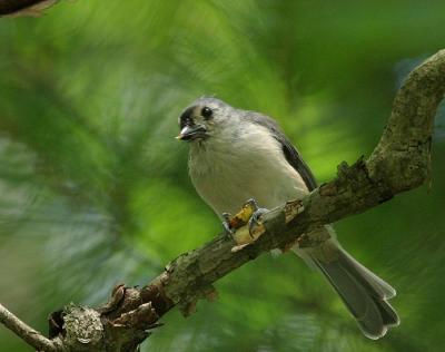 Tufted Titmouse