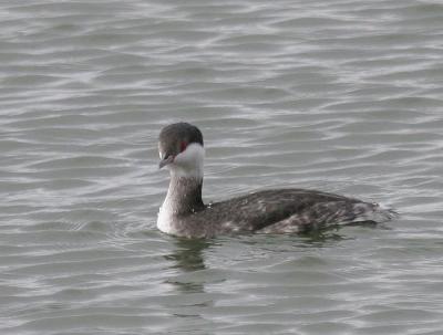 Horned Grebe