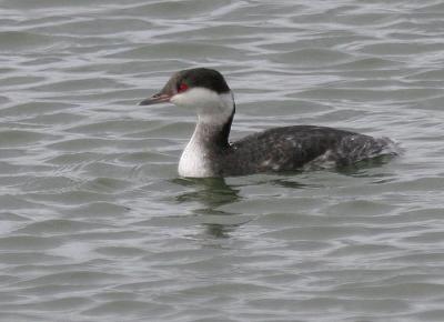 Horned Grebe