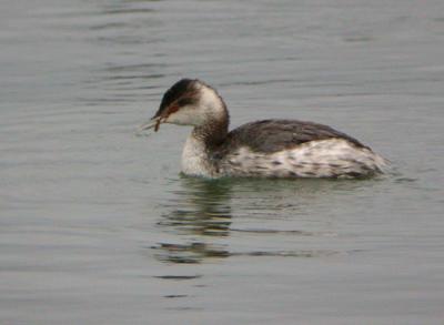 Horned Grebe