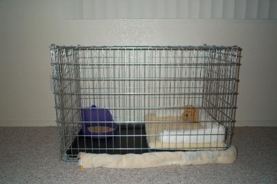Gypsy's Crate At 4wks Waiting For Her Arrival