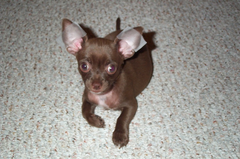 Gypsy 8wks