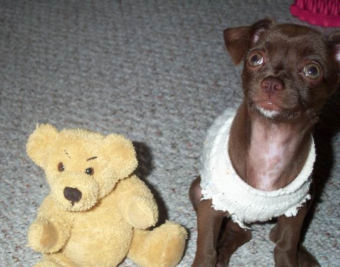 Gypsy 11wks 2days