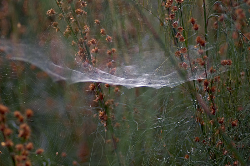 156 Webs.