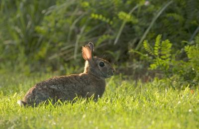 eastern_cottontail