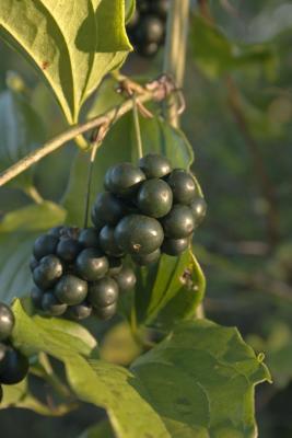 CRW_8993.jpg