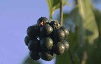 CRW_8996.jpg