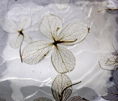 : Wax Flowers :