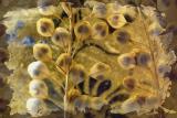 : Glass Seeds :