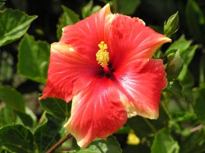 Hibiscus.jpg