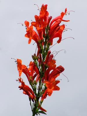 Rhododendron.jpg