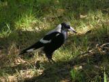 Magpie again.jpg