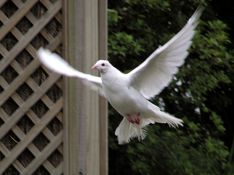Flying Pigeon.jpg