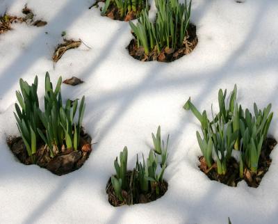 Daffodils in the Snow 505