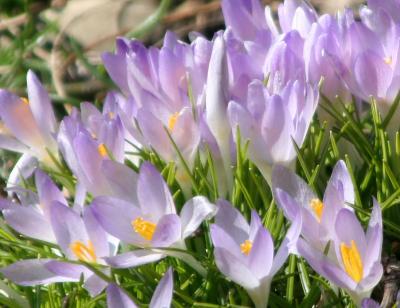 Light Lavender Crocuses