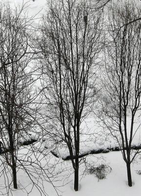 Pear Trees - Winter
