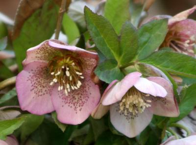 Helleborus or Lenten Rose